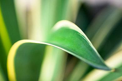 《真女神转生5》恶魔介绍：四大元素之一磐石精灵